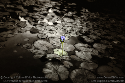 Sepia toned with selective color photograph of a single flower in the midst of lily pads in a pond, with the selective color being only for the flower's purple petals, green stem, and green lily pad it comes from